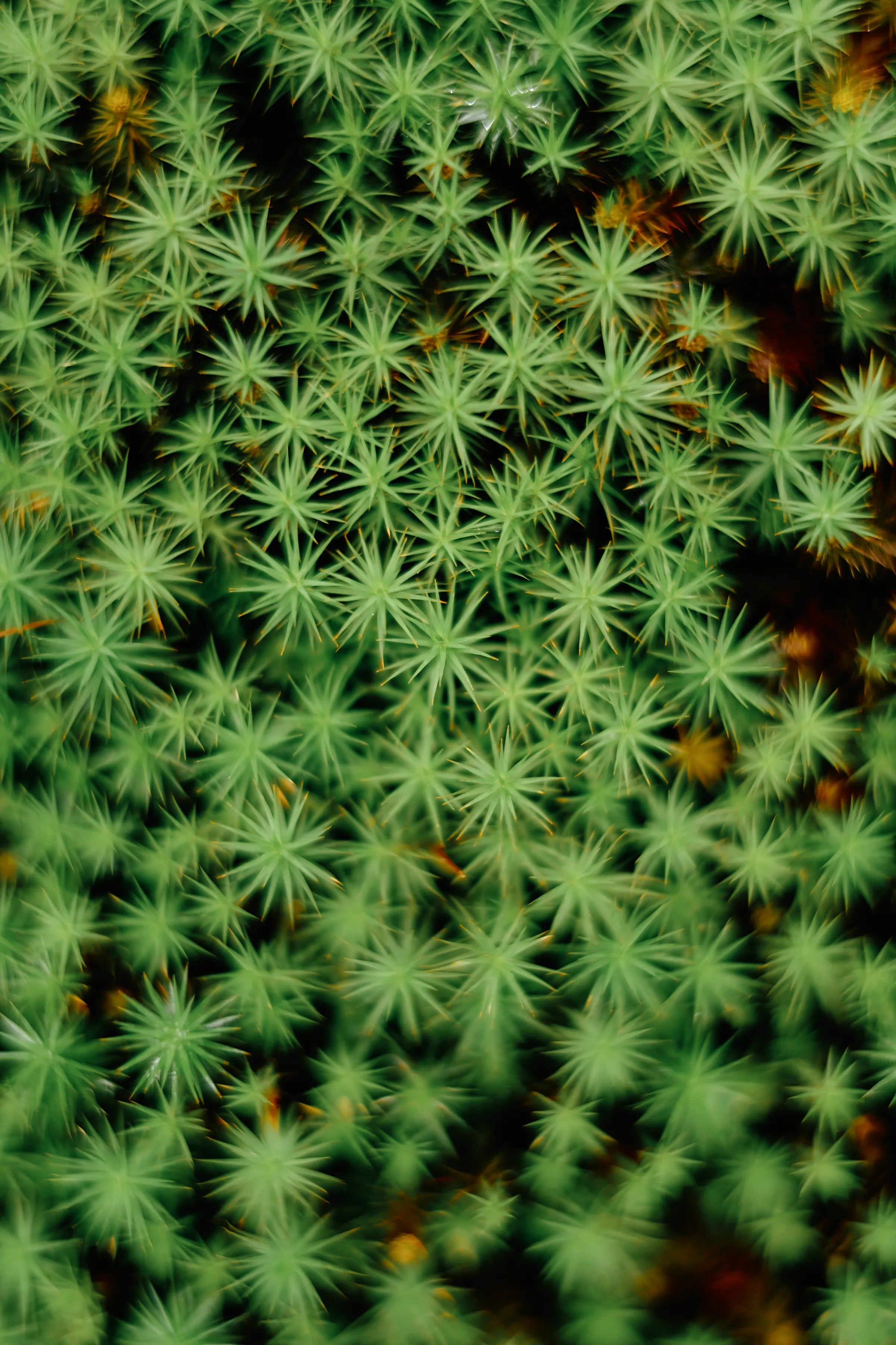 陽を浴びる星形の苔のクローズアップ